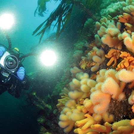 Gulen Dive Resort Dalsøyra Extérieur photo