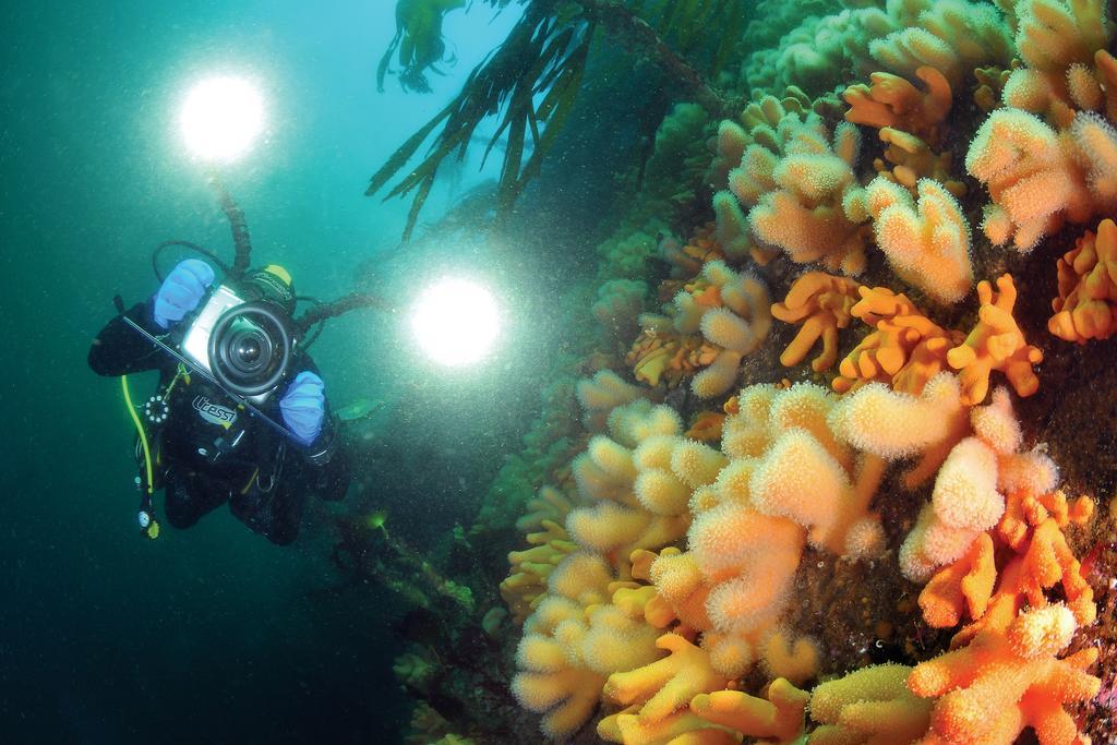 Gulen Dive Resort Dalsøyra Extérieur photo